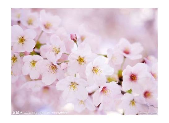 2019上海樱花节时间 早樱正值观赏佳期