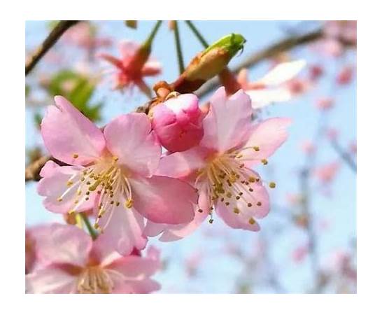 2017年上海樱花节时间、举办地点